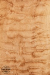 Шпон Клен Раковина 0,6 А