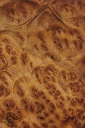 Шпон корень Камфора 0,6 А