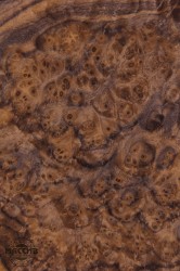 Шпон корень Ореха Американского 0,6 А